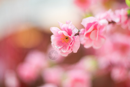 背景花枝线圈桃花特写背景