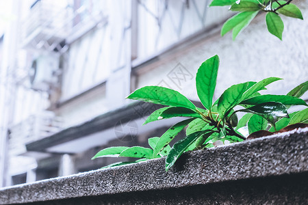 绿色植物背景图片