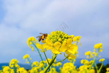 蜜蜂和油菜花背景图片