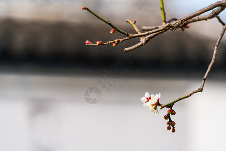 古猗园梅花背景图片