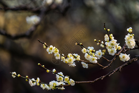 古猗园梅花背景图片