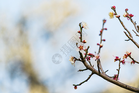 古猗园梅花背景图片