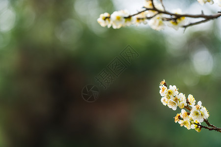 古猗园梅花背景图片