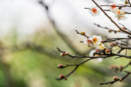 古猗园梅花背景图片