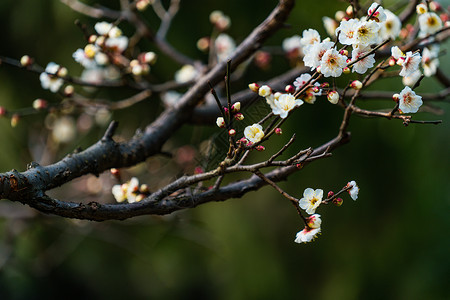 古猗园梅花背景图片