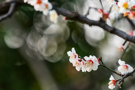 古猗园梅花背景图片