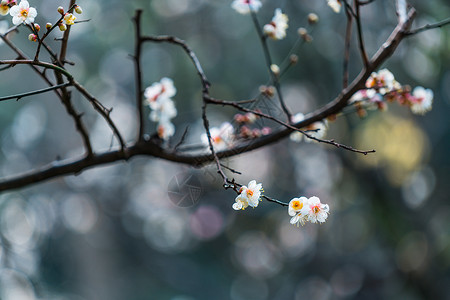 古猗园梅花背景图片