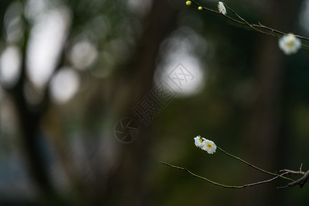 古猗园梅花图片