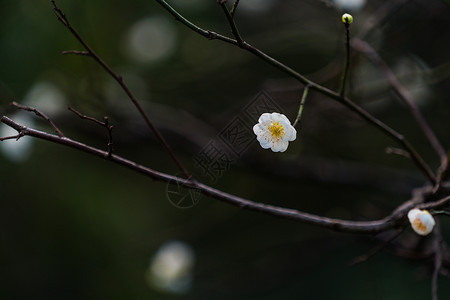 古猗园梅花图片