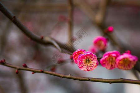 古猗园梅花背景图片