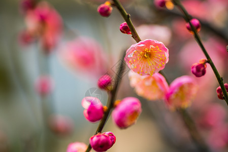 古猗园梅花立春高清图片素材