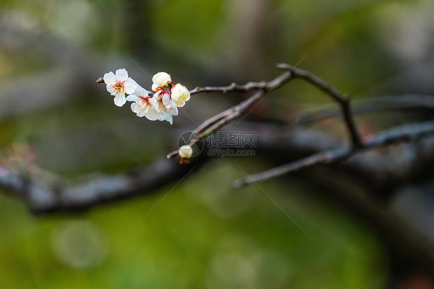 古猗园梅花图片