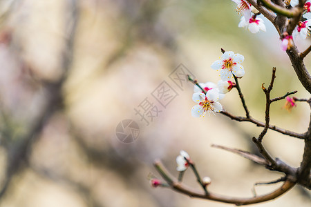 古猗园梅花背景图片