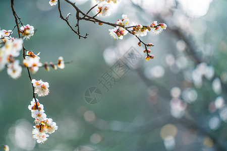 盛开的腊梅古猗园梅花背景