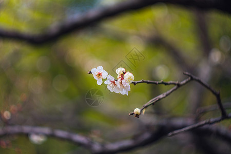 古猗园梅花背景图片