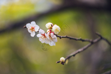 古猗园梅花图片