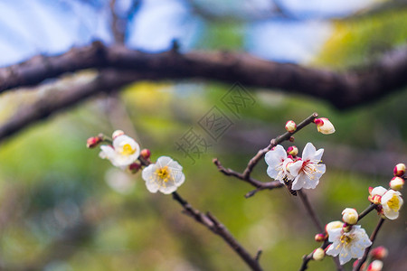 古猗园梅花背景图片