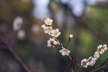 古猗园梅花背景图片