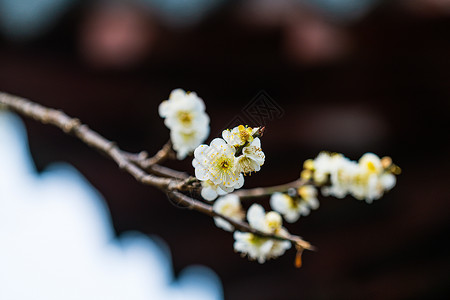 古猗园梅花背景图片