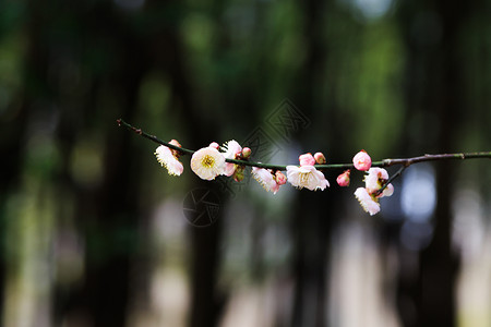 春天花草树木梅花图片