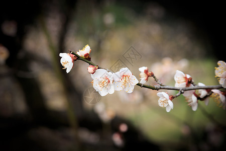 春天包装花元素春天花草树木白色梅花背景