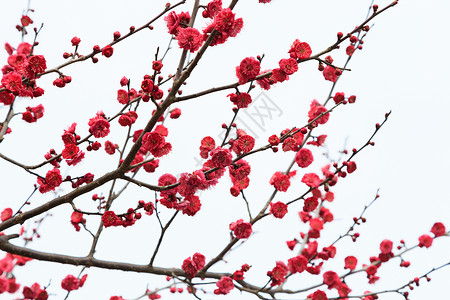 花瓣漂浮元素春天花草树木梅花在白色上背景