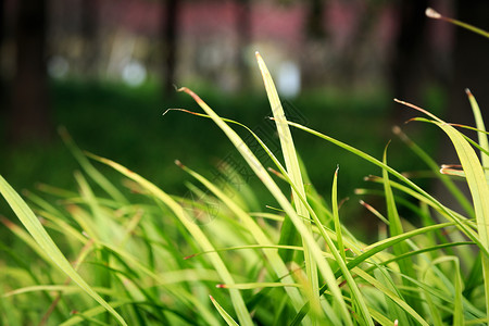 心留一片绿元素草木绿春天植物花草树木背景