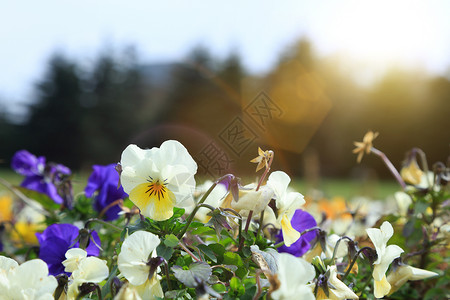 三色堇元素春天花草树木花朵背景