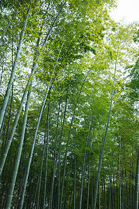 中国大竹海草木绿春天植物花草树木竹林背景