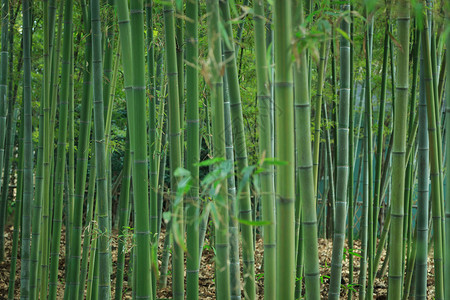 惊蛰素材免费草木绿春天植物花草树木竹林背景