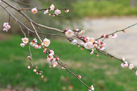 花瓣漂浮元素春天梅花枝背景
