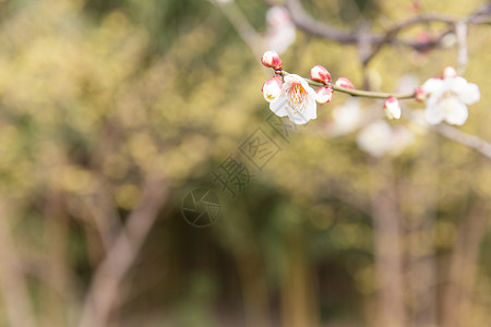 城市公园白色梅花背景图片