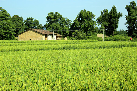 生机勃勃的田野图片