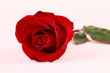 情人节红玫瑰粉色背景图片