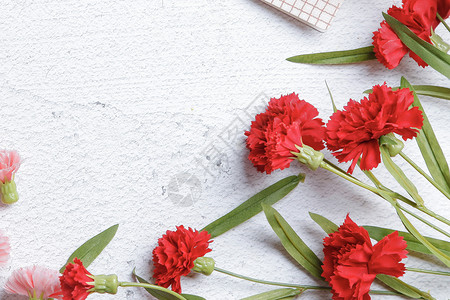 红色康乃馨花朵图片
