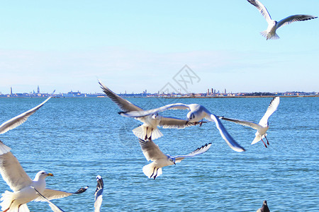 春之城滇池海鸥高清图片