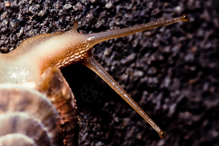 蜗牛野生动物吸附高清图片
