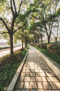 树林间的道路图片