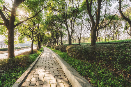 树林间的道路背景图片