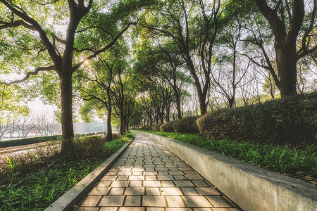 树林间的道路背景图片