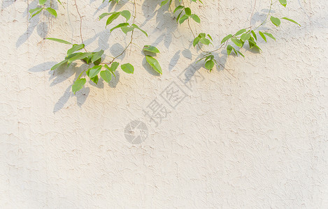 线条简单清新文艺阳光绿植墙面背景