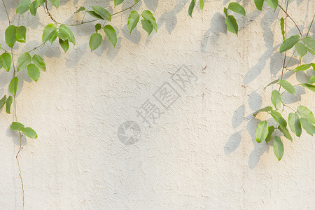 线条简单清新文艺阳光绿植墙面背景