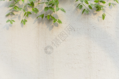 清新文艺阳光绿植墙面背景图片