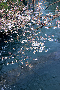 西湖太子湾公园樱花背景图片
