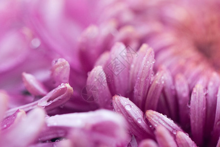 鲜艳的紫红色菊花小花瓣背景图片