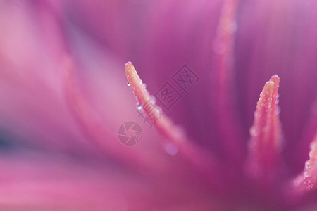 紫红色背景前的菊花花瓣特写图片