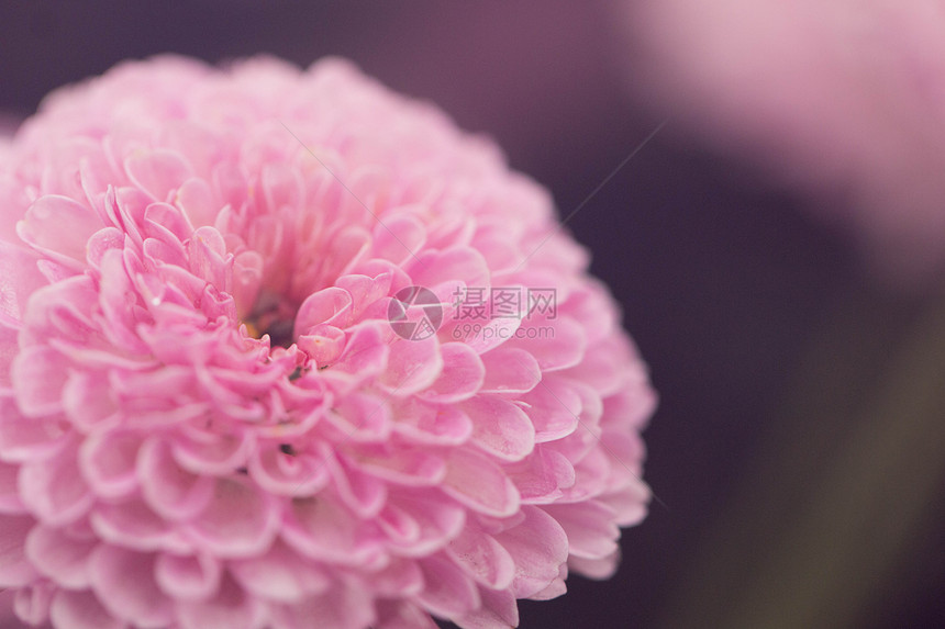 可爱的粉色圆形菊花图片