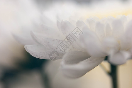 白色菊花盛开正侧面图背景图片