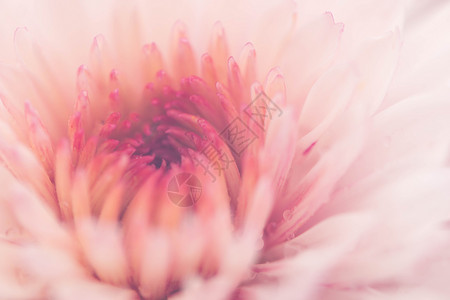 正在盛开的粉色菊花背景图片
