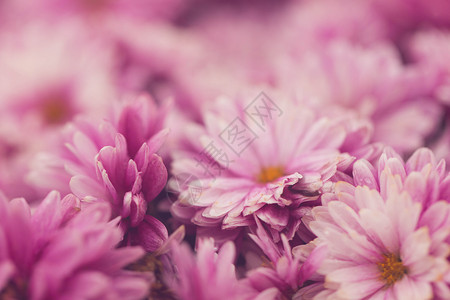 红菊紫色菊花背景